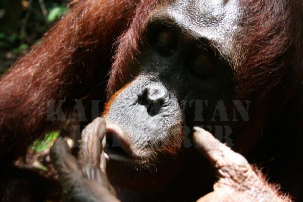 Conoce y ayuda a los orangutanes en Indonesia