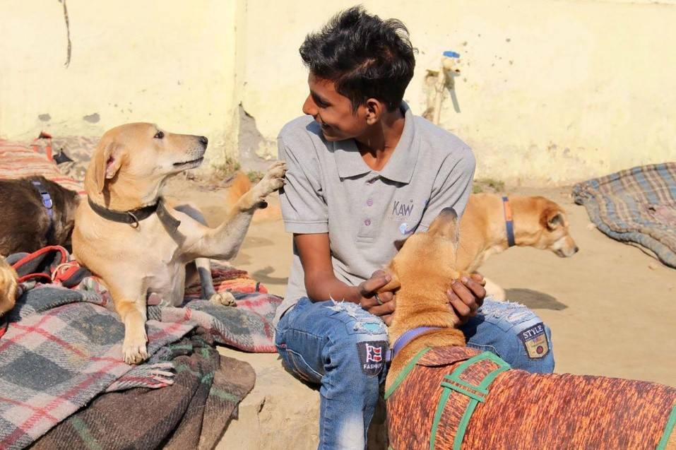 Ayuda a los animales de la India con la Fundación Vicente Ferrer