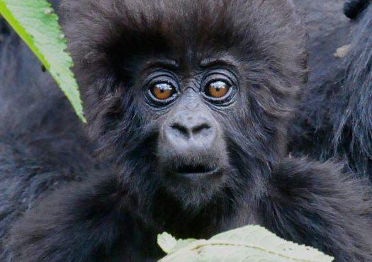Inolvidable experiencia junto a los gorilas de Ruanda