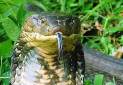 Conoce la fauna de Indonesia con Bali Reptile Rescue 