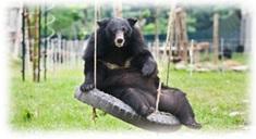 Vietnam Bear Sanctuary