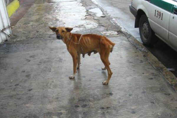 Perros Y Gatos Callejeros Turismo Responsable