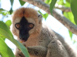 Kirindy (lemur)