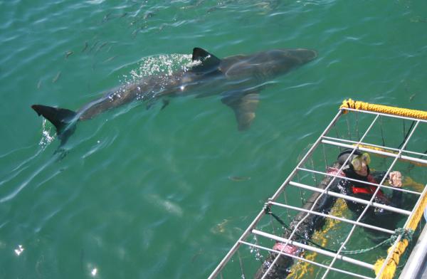 Nadar con tiburones