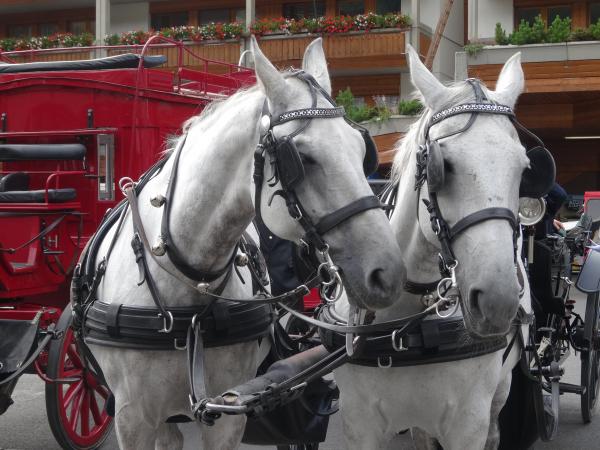 Horse, Donkey and Carriage Rides 