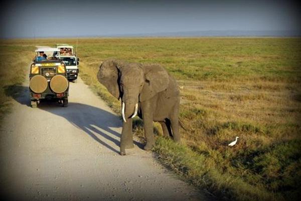 Avistamientos y Safaris