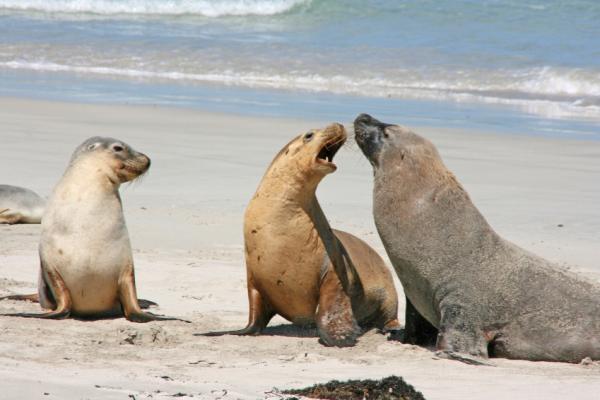 Seal Viewing