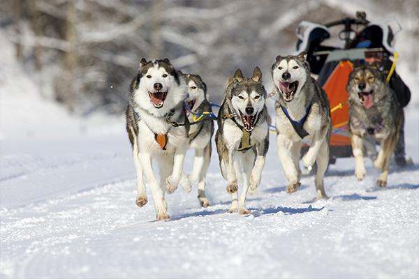 Trineo tirado por perros en la nieve