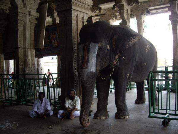 Elefantes en los Templos