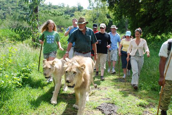 Walking with big cats