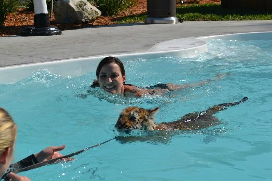 Swimming with tigers